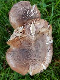 Tricholoma batschii image