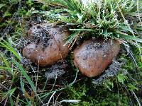 Tricholoma batschii image