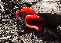 Sarcoscypha coccinea image