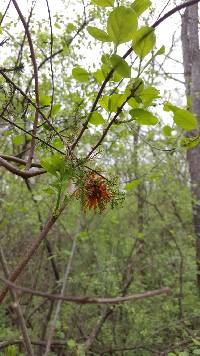 Gymnosporangium juniperi-virginianae image