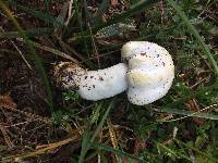 Agaricus xanthodermus image