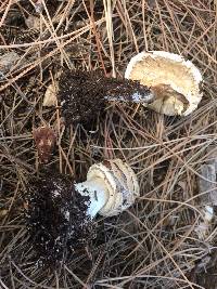 Chlorophyllum brunneum image