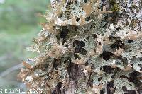 Lobaria pulmonaria image