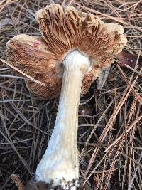 Volvariella gloiocephala image