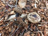 Chlorophyllum brunneum image