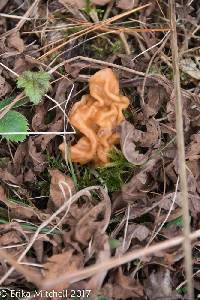 Gyromitra korfii image