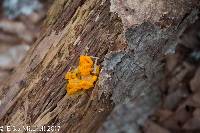 Tremella mesenterica image