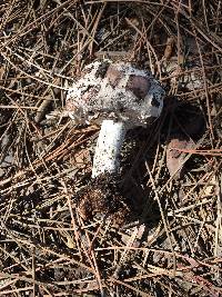 Chlorophyllum brunneum image