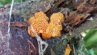 Favolaschia calocera image