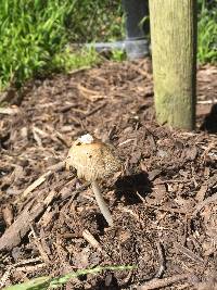 Coprinopsis atramentaria image