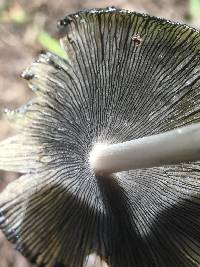 Coprinopsis atramentaria image