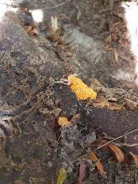 Favolaschia calocera image