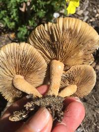 Agrocybe putaminum image