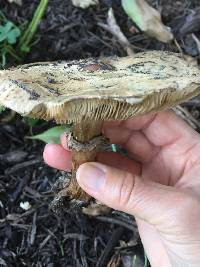 Chlorophyllum brunneum image