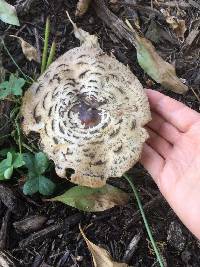 Chlorophyllum brunneum image