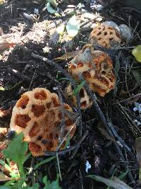 Clathrus ruber image