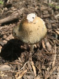 Coprinopsis atramentaria image