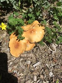 Agrocybe putaminum image