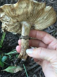 Chlorophyllum brunneum image