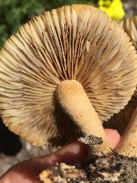 Agrocybe putaminum image