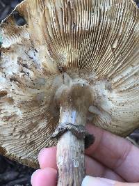 Chlorophyllum brunneum image