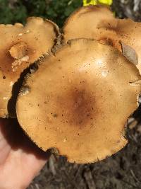 Agrocybe putaminum image