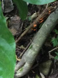 Favolaschia calocera image