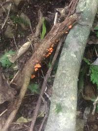 Favolaschia calocera image