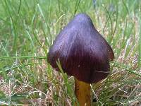 Hygrocybe conica image