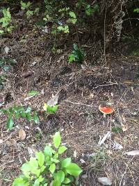 Amanita muscaria image