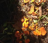 Favolaschia calocera image