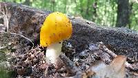 Russula ochroleuca image