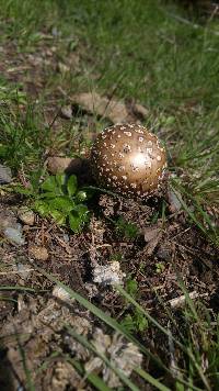 Amanita pantherina image