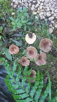 Lactarius tawai image