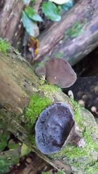 Auricularia cornea image