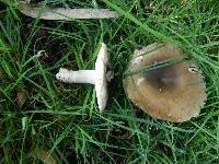 Russula amoenolens image