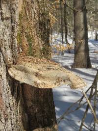 Ganoderma applanatum image