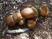 Calvatia craniiformis image