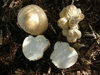 Calvatia craniiformis image