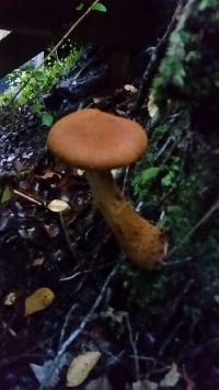 Cortinarius castoreus image