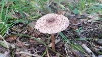 Macrolepiota clelandii image