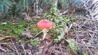 Amanita muscaria image