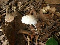 Psathyrella candolleana image