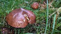 Suillus luteus image