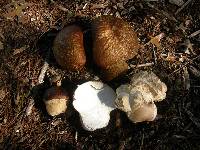 Calvatia craniiformis image