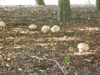 Calvatia craniiformis image