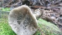 Amanita australis image