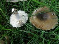 Russula amoenolens image