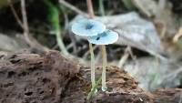 Mycena interrupta image