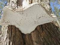 Ganoderma applanatum image